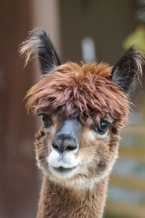 Alpaca walk