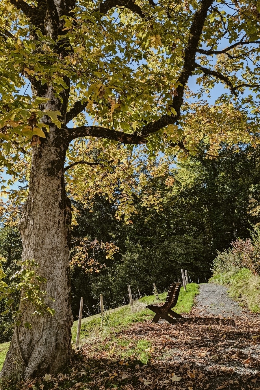 Forest bathing with Helmut