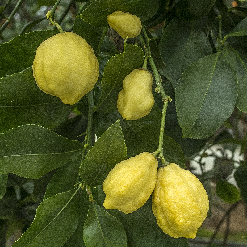 SAUNA infusion "Palermo-Lemon"
