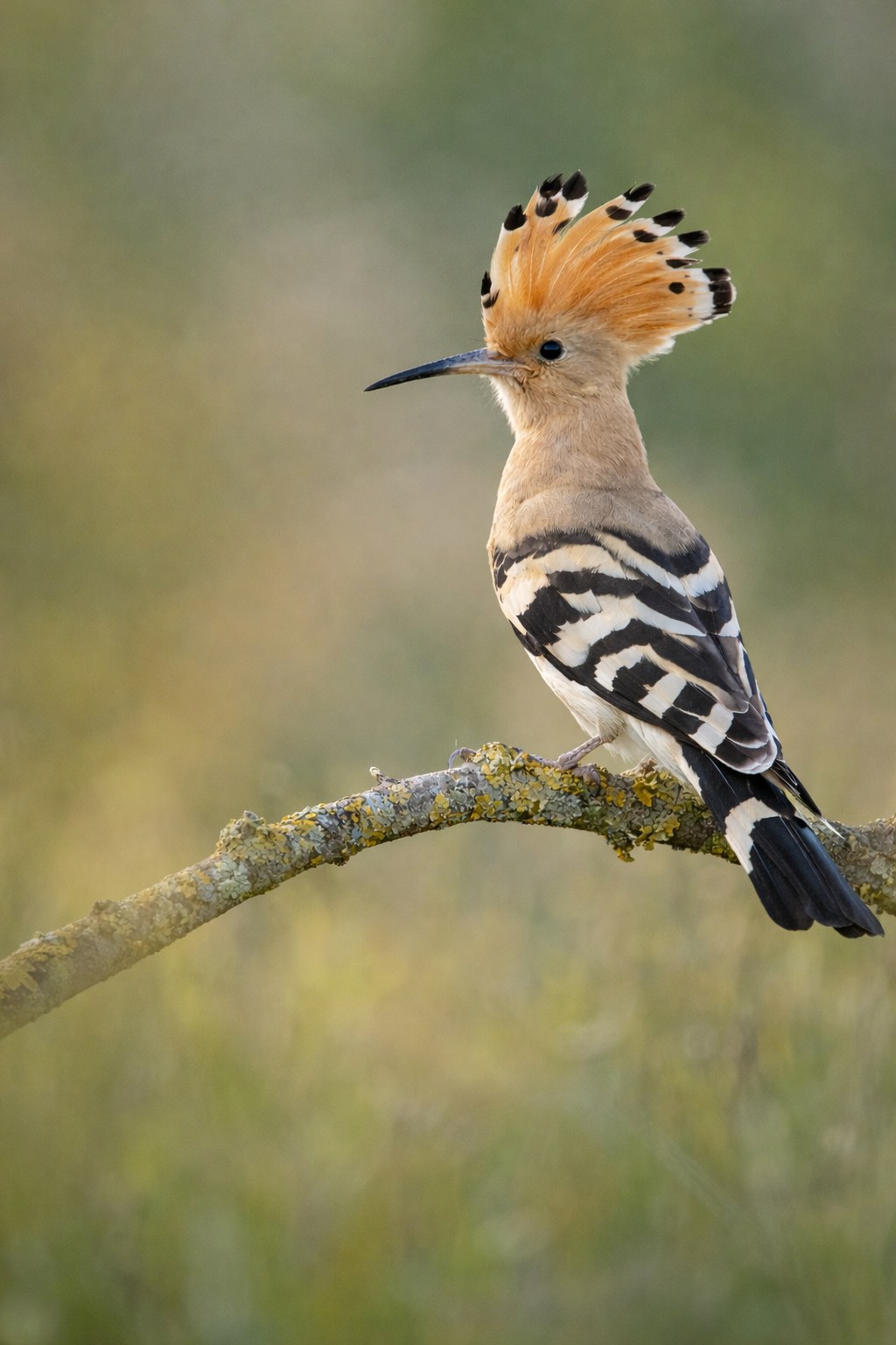 THE BIRD'S WORLD OF THE THENAURIEGEL DRY GRASS AREA - Purbach