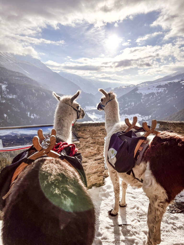 Trekking con i lama