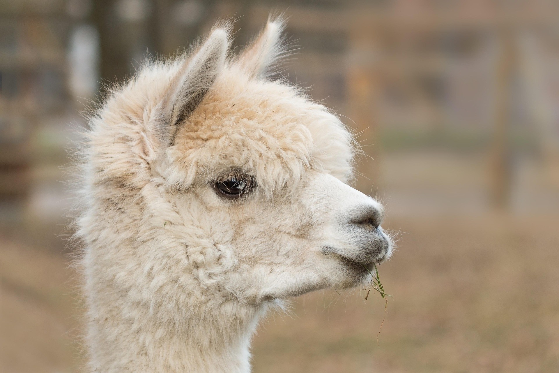 Alpaca time-out: discover the charm of these fluffy friends