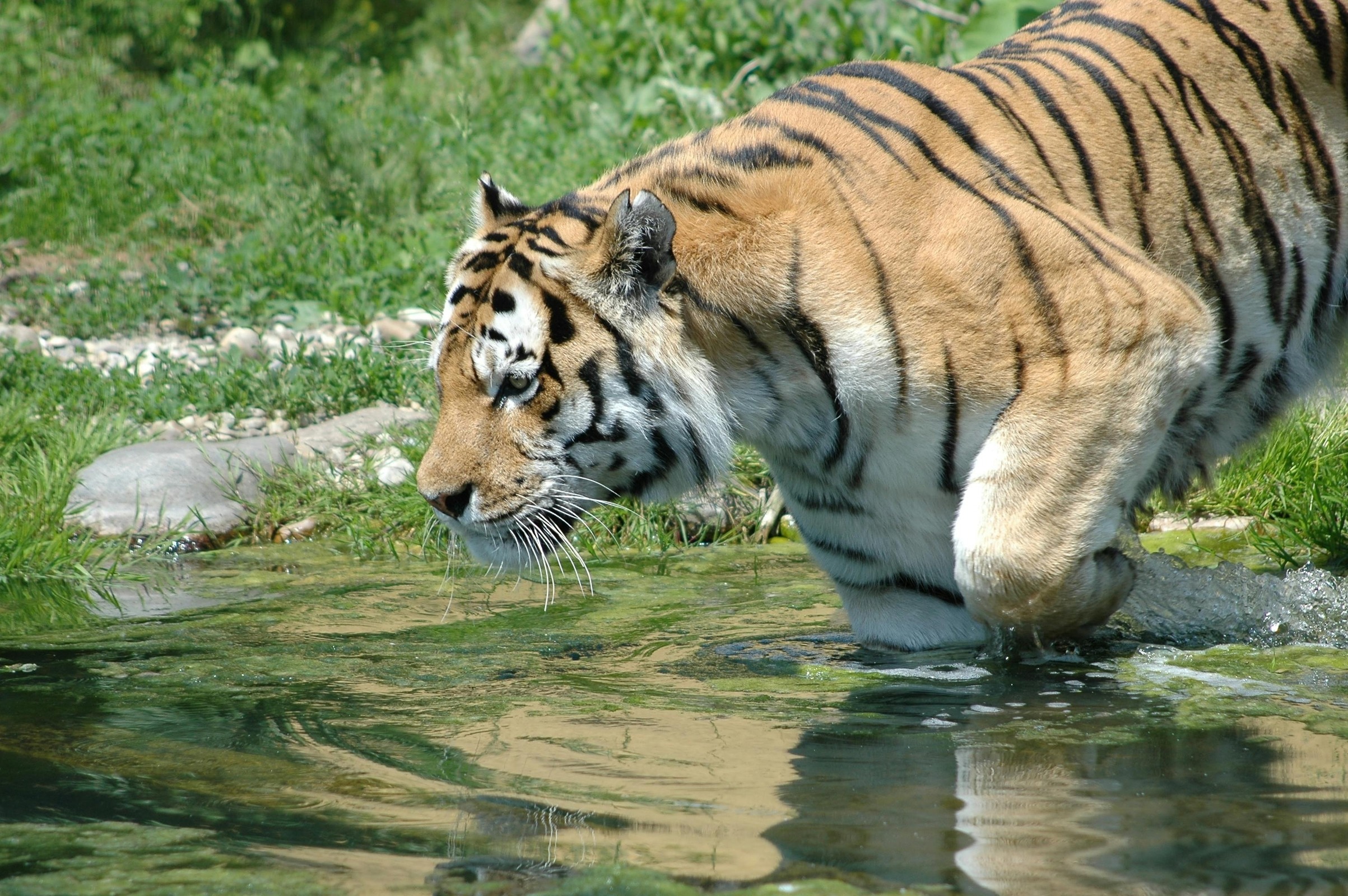 Schönbrunn Zoo