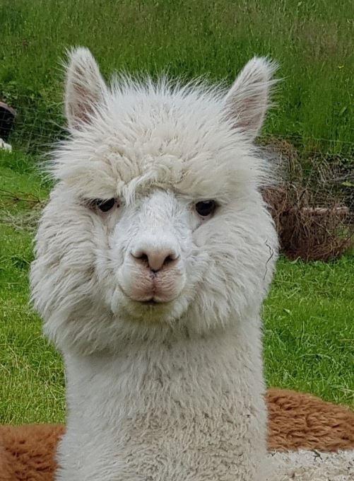 Time out with alpacas