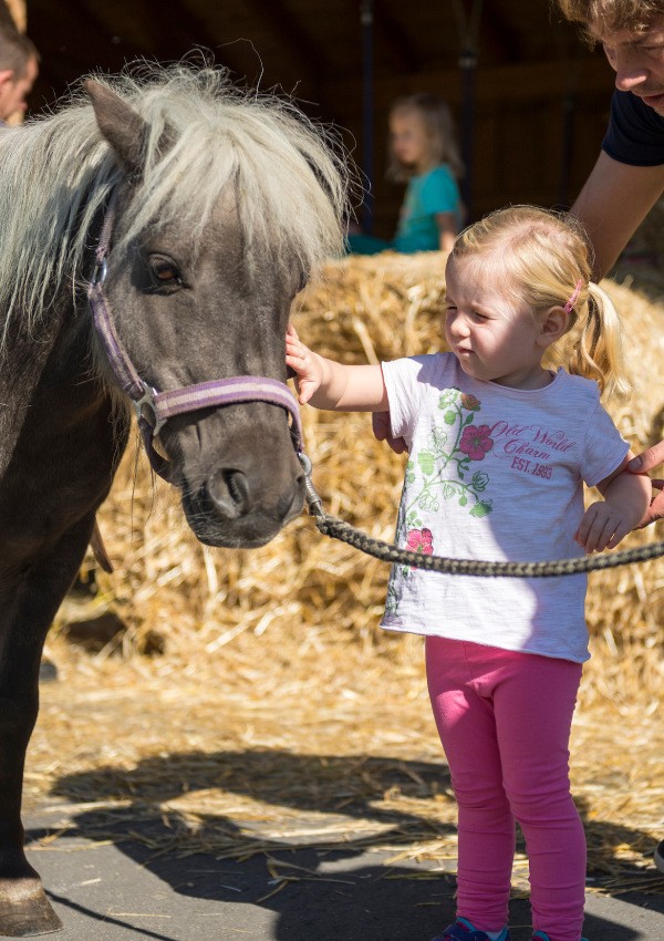 Pony-Pflege-Stunde