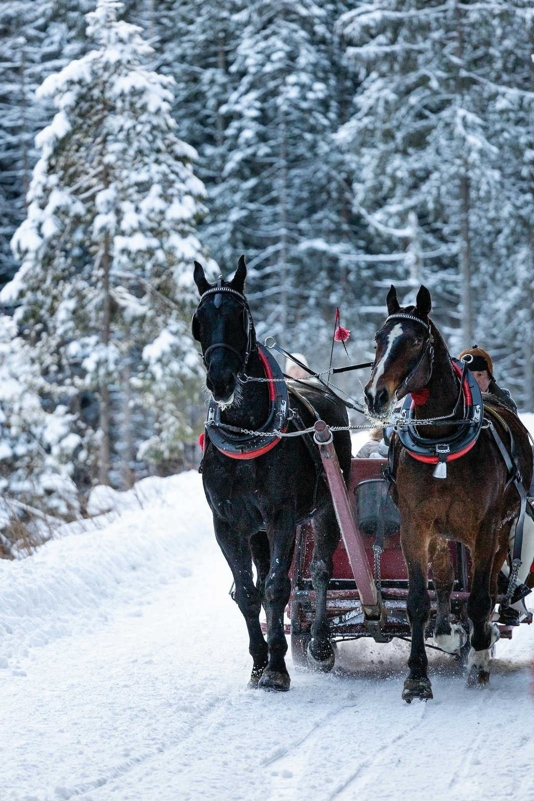 Winter horse-drawn sleigh ride through the Kleinarl Valley