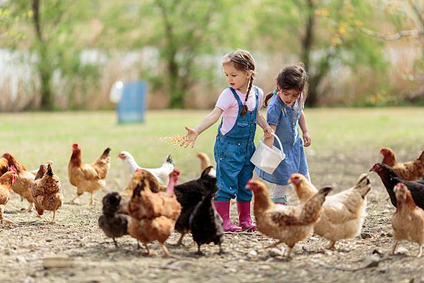 Spiele rund ums Huhn