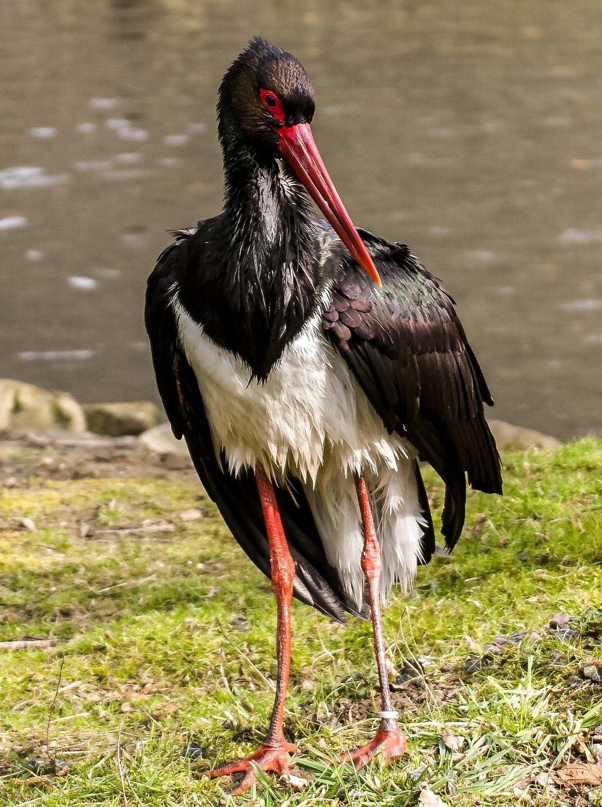 Eifel National Park: Experience the wilderness - free ranger tours almost every day