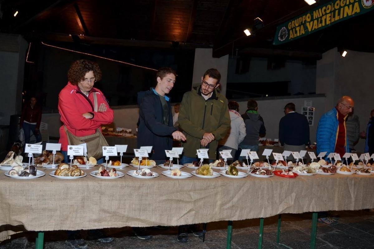 Mycological evening - First fruits of our forests