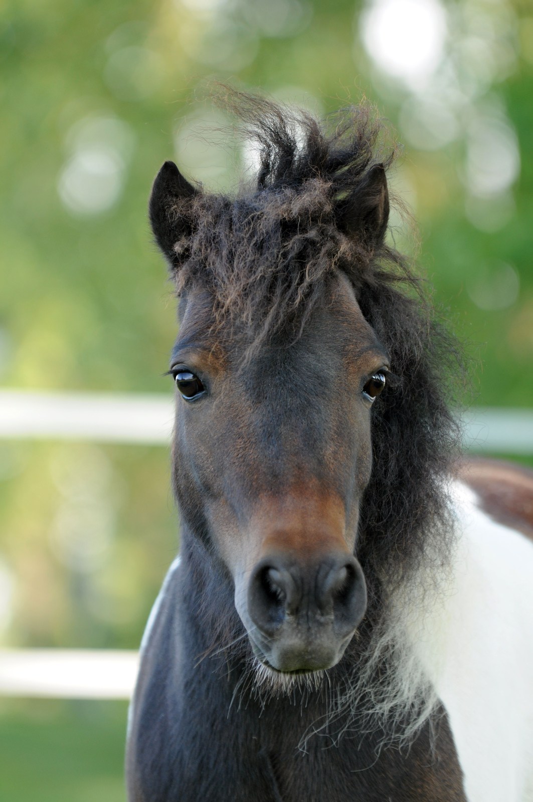 Ponyspaß mit Nicole (4-5 Jährige)