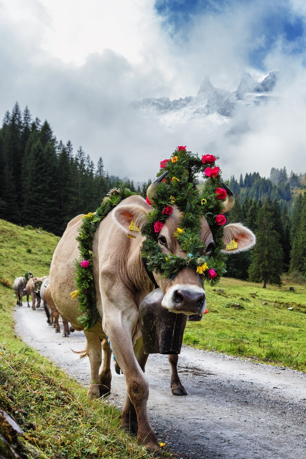 Alpine cattle drives in the Montafon