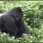 Gorilla Single Leg 10