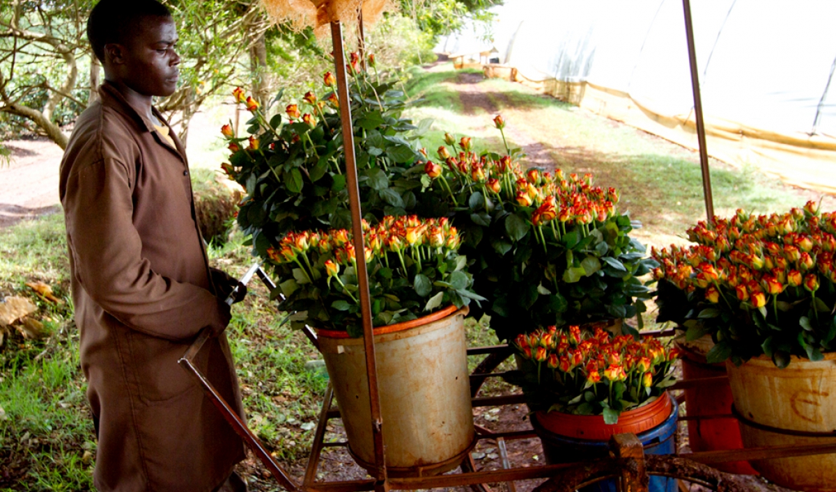 Image result for rose greenhouses dominican republic Flower farm, Kenya, Flowers