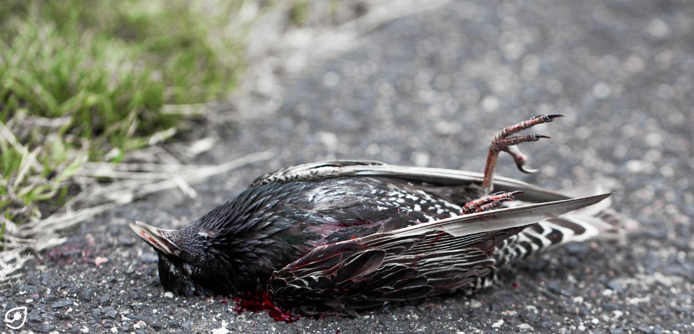 Auch Ökostrom kann Tierleid verursachen.