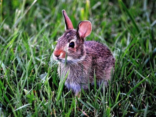 Tiere sind kein Experiment