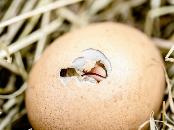 Tiere sind nicht Dein Frühstück