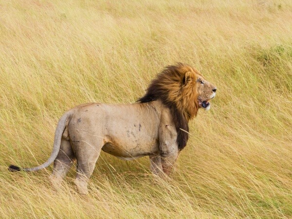 Tiere sind kein Statussymbol