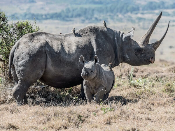 Tiere sind nicht Deine Medizin