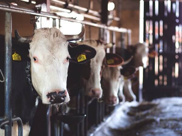Tiere sind nicht Deine Mutter