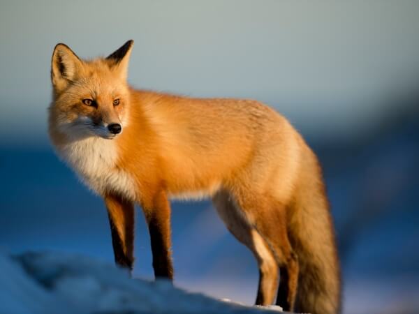 Tiere sind keine Zielscheibe