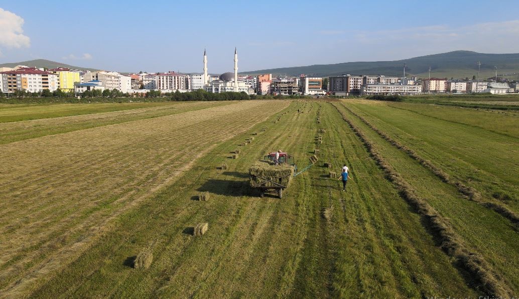 Ardahan