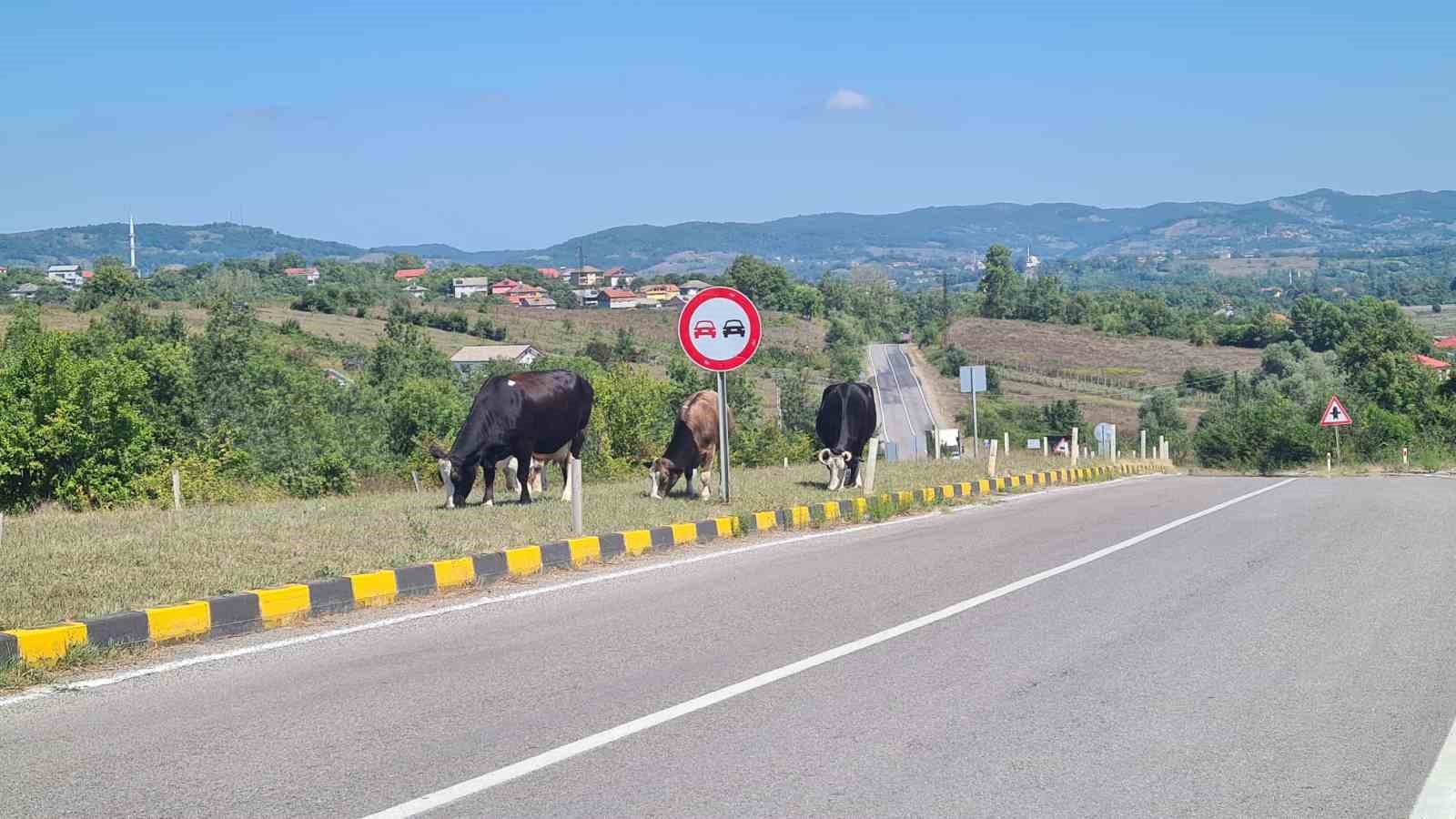 Başıboş Hayvanlar Kara Yolunda Tehlike Oluşturuyor