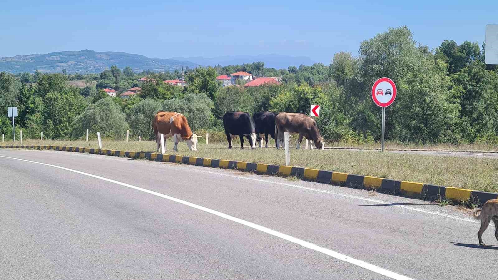 Başıboş Hayvanlar Kara Yolunda Tehlike Oluşturuyor