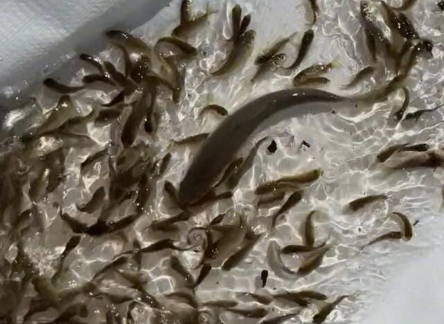 Kilis Göletlerine 600 Bin Yavru Balık Salındı