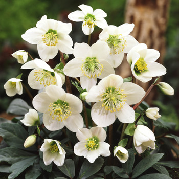 Helleborus niger 'Praecox' | Hogendoorn | Excellent in young plants