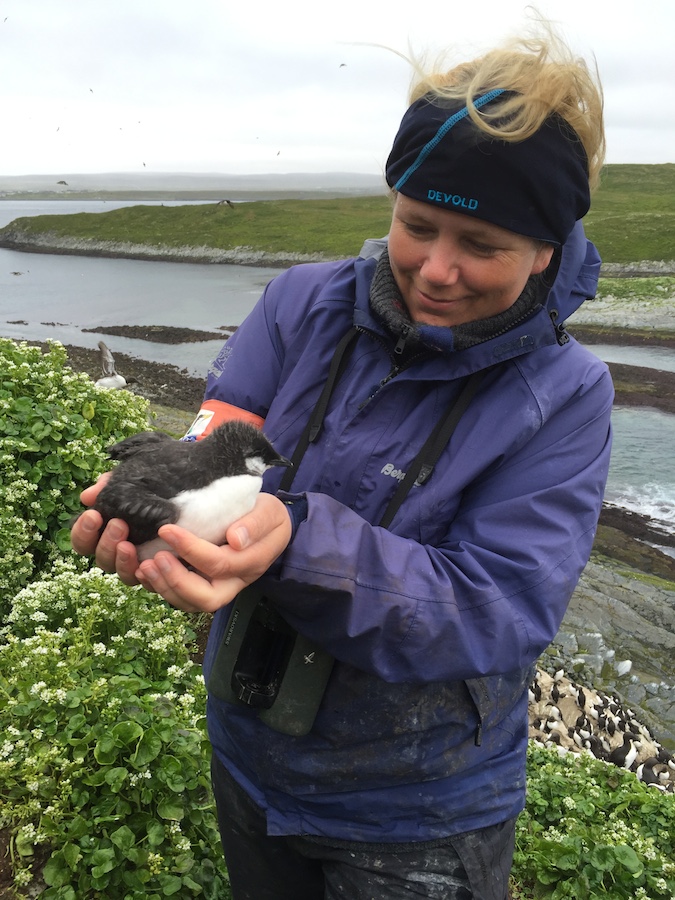 Tone Reiertsen with baby guillemot (courtesy T.Reiertsen)