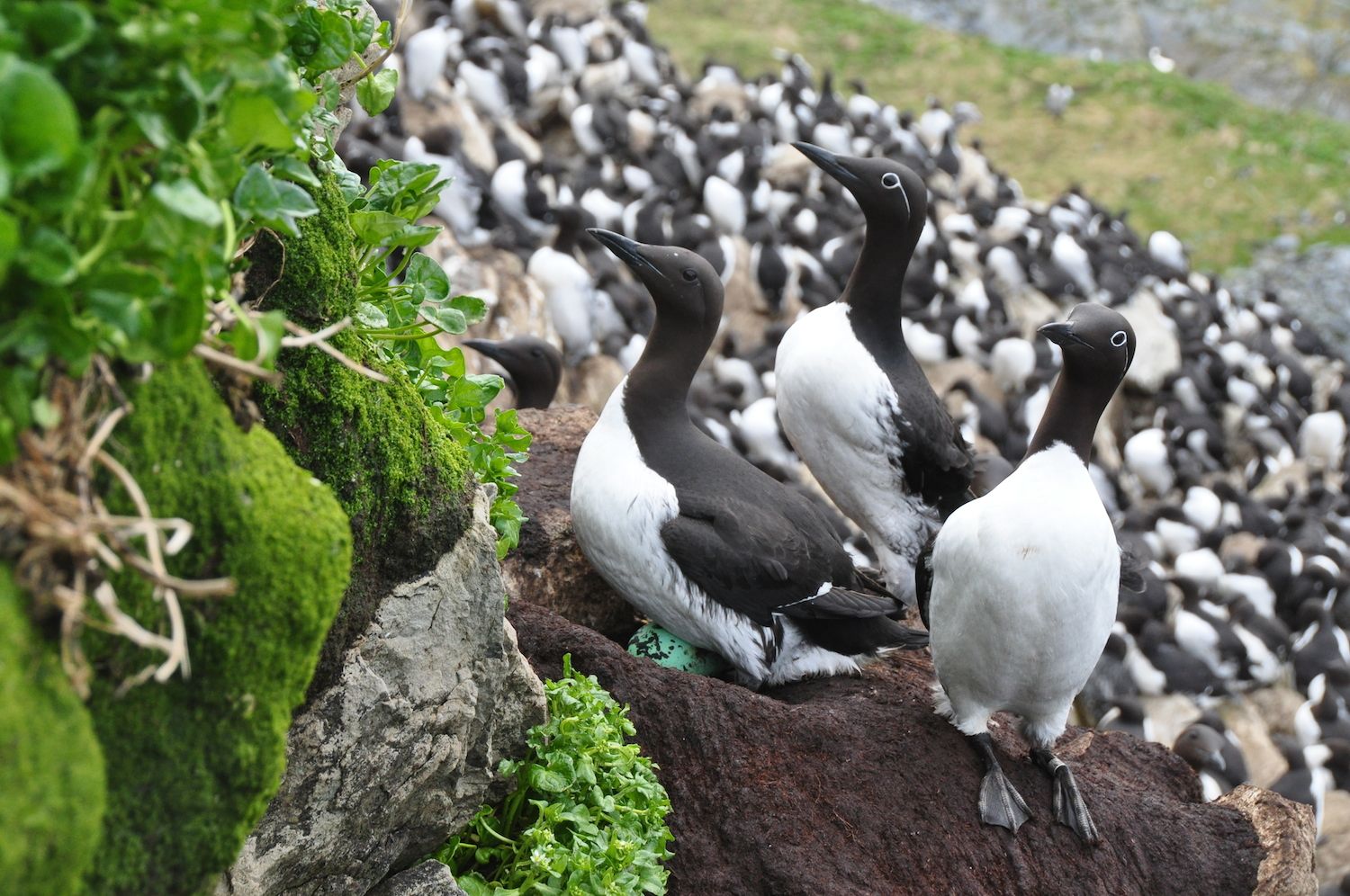 Guillemots photo courtesy T.Reiertsen