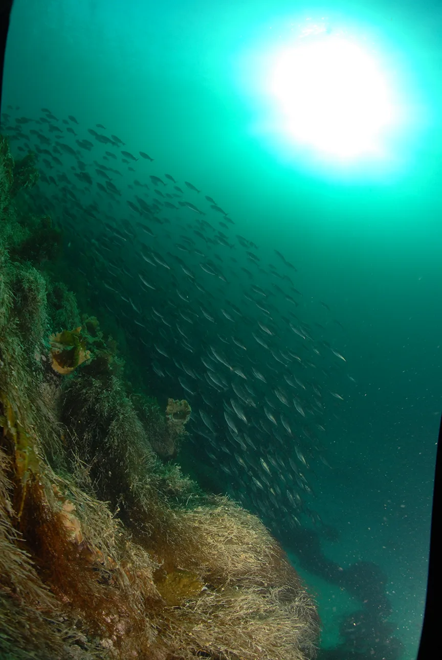 Freediving3