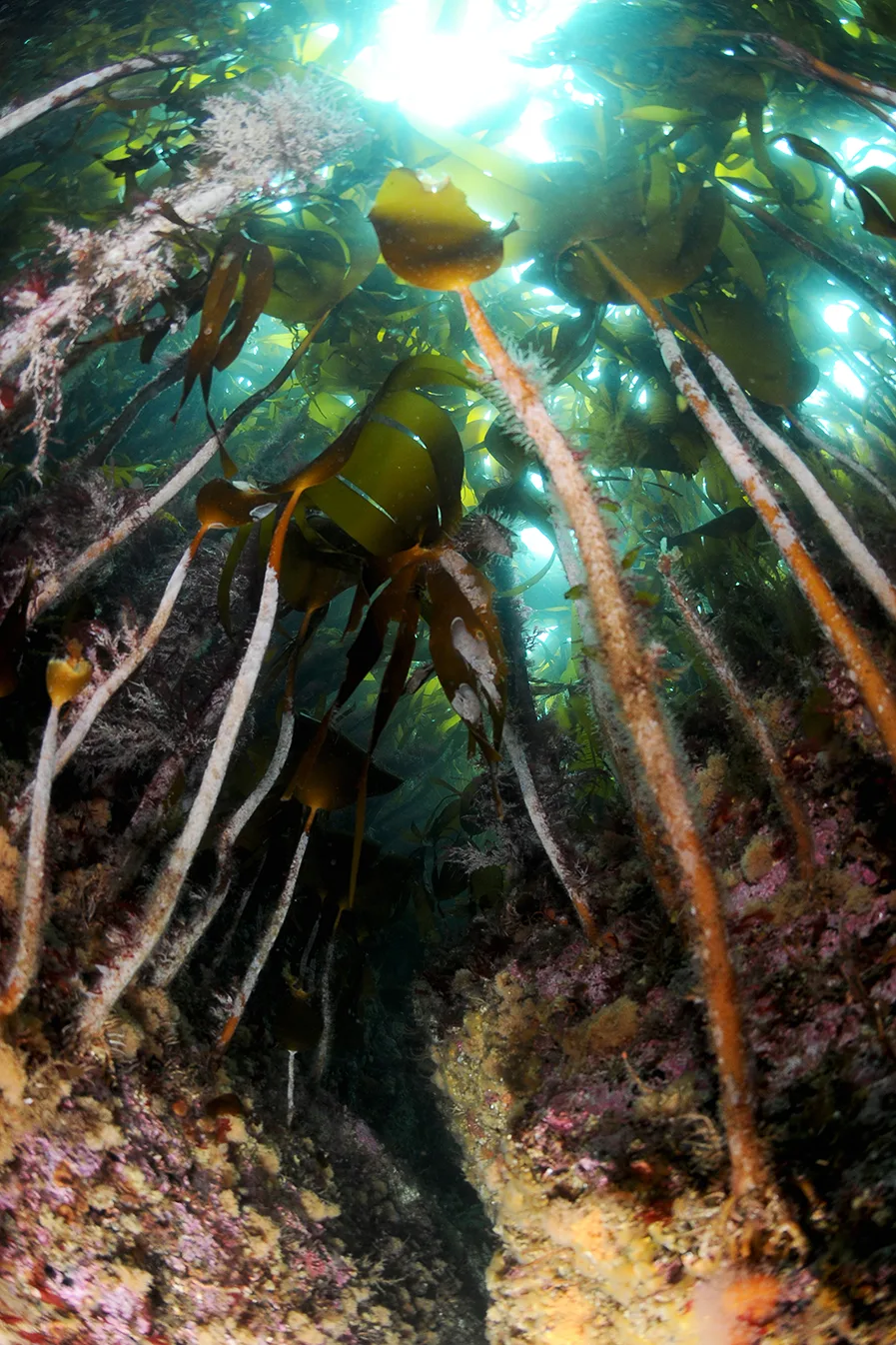 Freediving4