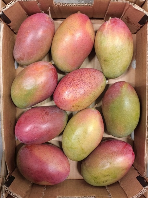 12kg Mango II kl. 3x4kg (kraj poch. Brazylia)