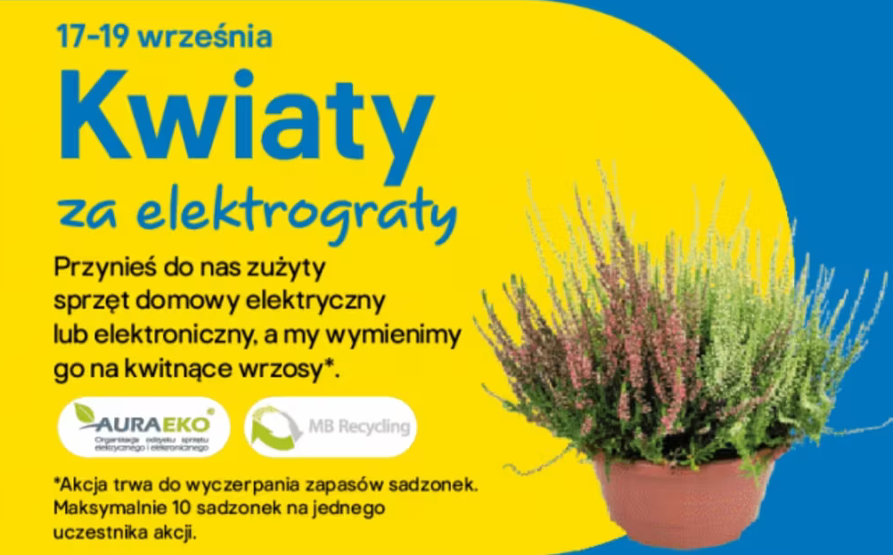 Kwiaty za elektrograty (kwitące wrzosy - max. 10 szt) - Castorama