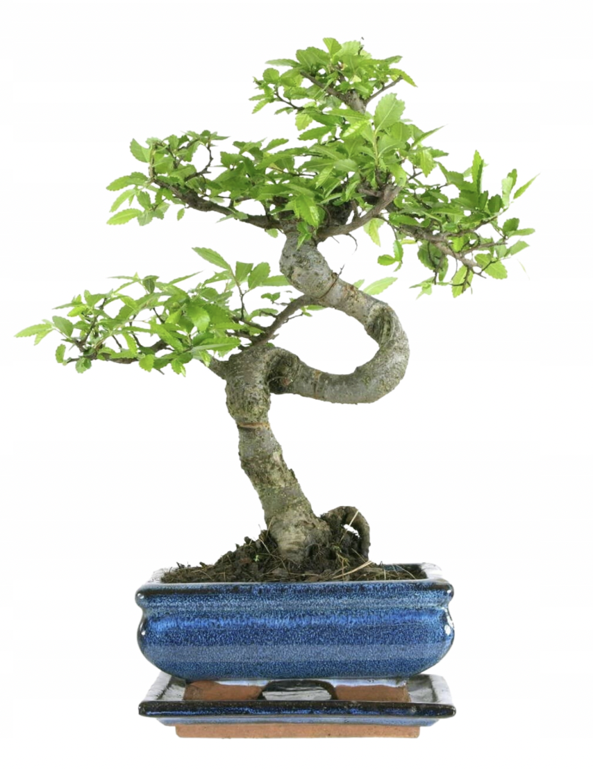 Drzewko bonsai Ulmus Parvifolia (wiąz chiński) P15 S