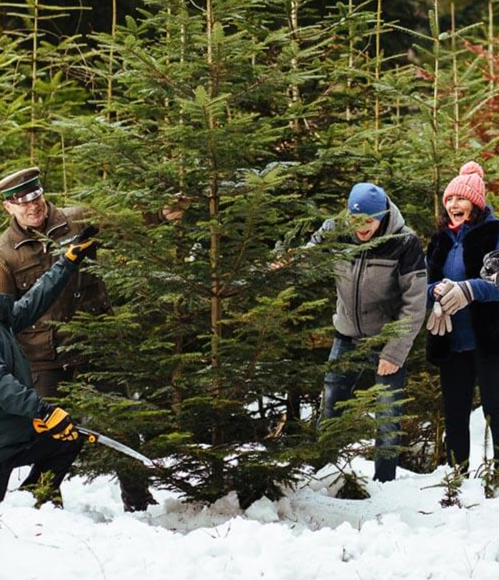 Darmowa choinka za oddanie krwi w całej Polsce - Choinka dla życia 2025