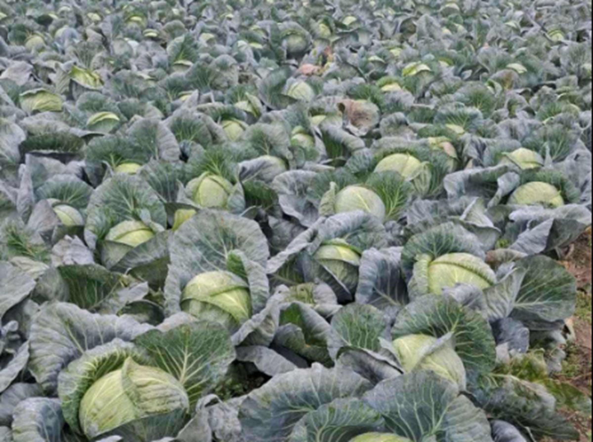 Kapusta od rolnika, 20 groszy za kilogram