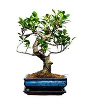 Drzewko Ficus Bonsai (30–35 cm) w Ceramicznej Doniczce