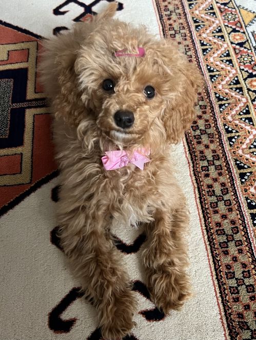 Dog breed Mila