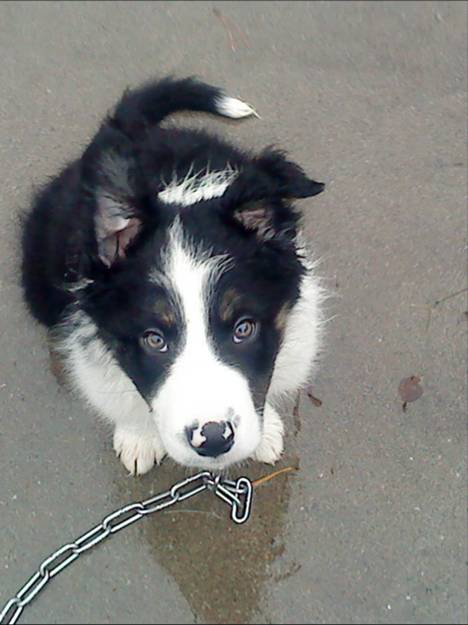 Hvordan Ta Vare På En Hund Hoppe To