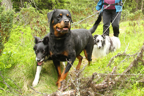 Hvor Mye Tid Trenger Man Egentlig For  Eie En Hund Pawshake