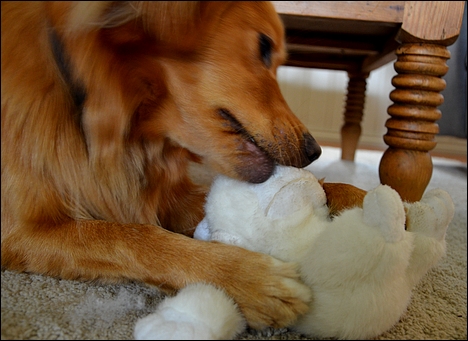 Hvordan Ta Vare På En Hund Biting Without