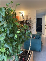 Bild 4. Lägenhet, Studiegången, Göteborg 