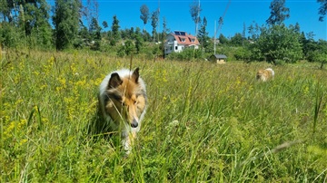 Photo 26. House, Svinningevägen, Åkersberga 