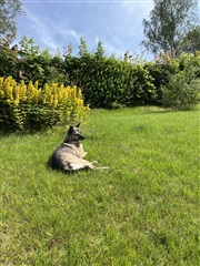 Bild 19. Hus/villa, Skogsvägen, Färgelanda 