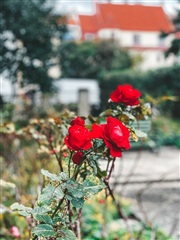 Bild 9. Lägenhet, Järnvägsgatan, Landskrona 