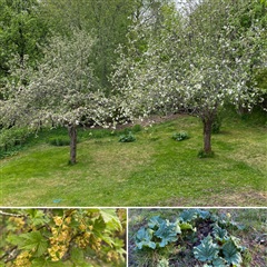 Bild 2. Stugor, Gammelgårdsvägen, Norrby 