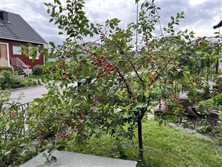 Bild 38. Hus/villa, österängsgatan, Mölndal 