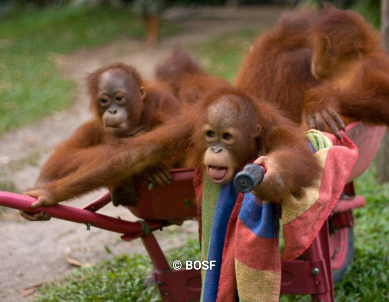 Auswilderung - Freiheit für 3 Orang-Utans